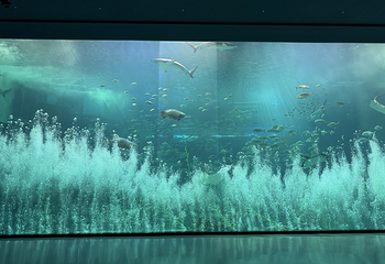 济州岛Aqua Planet水族馆第 72 张图片