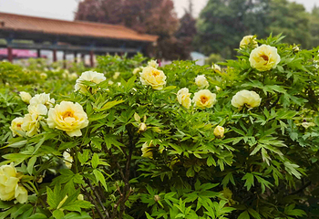 中国国花园第 90 张图片