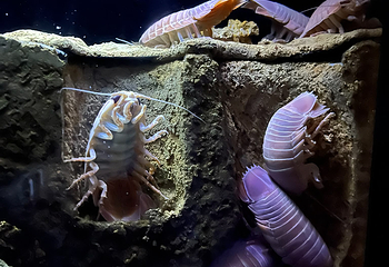 冲绳美丽海水族馆第 137 张图片