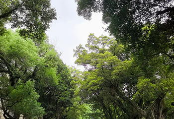 沙面第 33 张图片