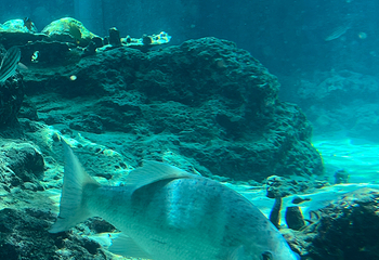 冲绳美丽海水族馆第 157 张图片