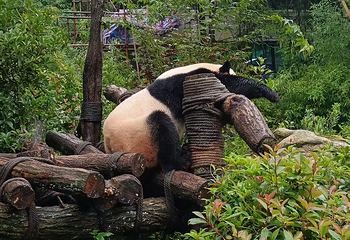 成都大熊猫繁育研究基地第 96 张图片