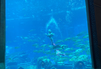 三亚亚特兰蒂斯失落的空间水族馆第 248 张图片
