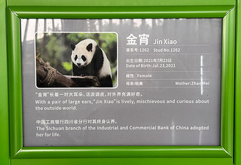 成都大熊猫繁育研究基地第 158 张图片