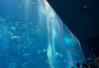 冲绳美丽海水族馆第 202 张图片