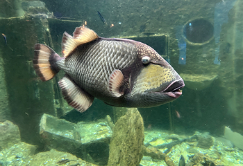 台湾海洋生物博物馆第 28 张图片
