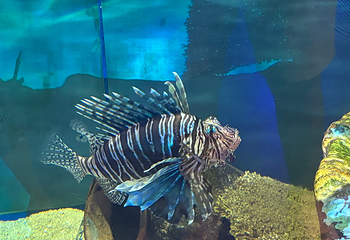 吉隆坡城中城水族馆第 79 张图片