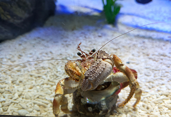 济州岛Aqua Planet水族馆第 81 张图片