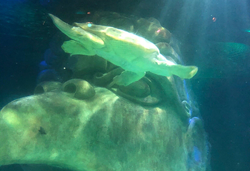 奥兰多海洋生物水族馆第 23 张图片