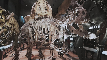 Kitakyushu Museum of Natural History & Human History第 9 张图片