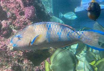 热那亚水族馆第 24 张图片