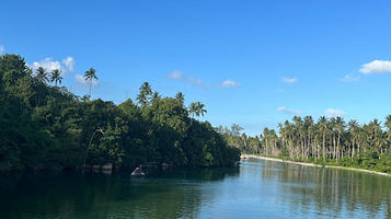 Pengudang Bintan Mangrove