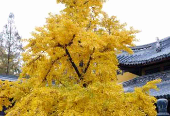 龙华寺第 23 张图片