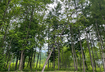 长白山景区第 85 张图片