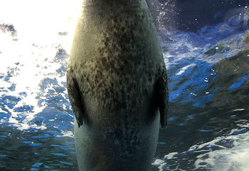 上海海洋水族馆第 155 张图片