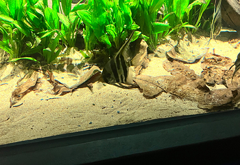 新加坡海洋生态馆第 149 张图片