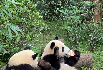 成都大熊猫繁育研究基地第 228 张图片