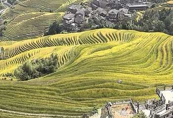 龙脊梯田第 184 张图片