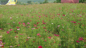 邵阳市新塘花海