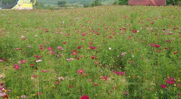 邵阳市新塘花海