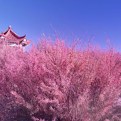 加木红柳湿地公园