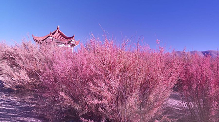 加木红柳湿地公园第 1 张图片
