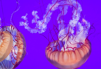 加拿大里普利水族馆第 29 张图片