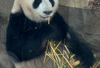 成都大熊猫繁育研究基地第 290 张图片