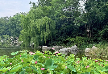 浣花溪公园第 61 张图片