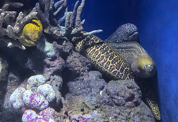 凯恩斯水族馆第 43 张图片