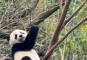 成都大熊猫繁育研究基地第 326 张图片