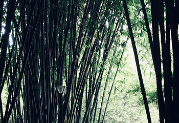 浣花溪公园第 78 张图片