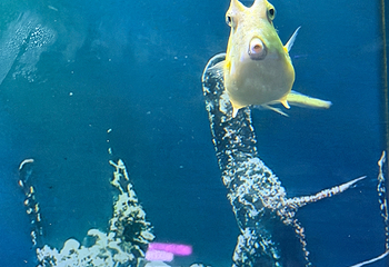 吉隆坡城中城水族馆第 57 张图片
