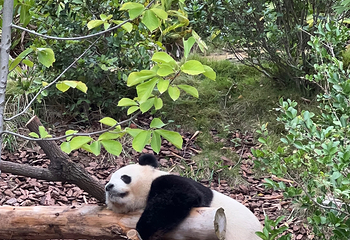 成都大熊猫繁育研究基地第 276 张图片