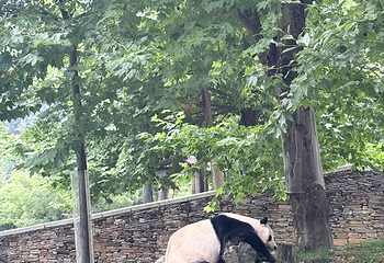 卧龙中华大熊猫苑神树坪基地第 140 张图片