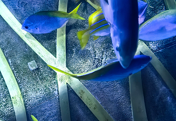 三亚亚特兰蒂斯失落的空间水族馆第 277 张图片