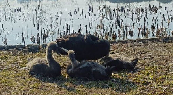 昆山市城市生态森林公园-湿地生态园