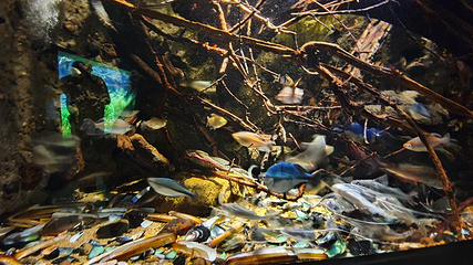 丹麦国立水族馆第 64 张图片