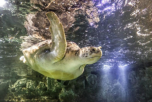 布莱顿海洋生物水族馆