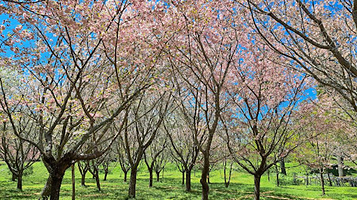 大分大山町农协 五马媛の里