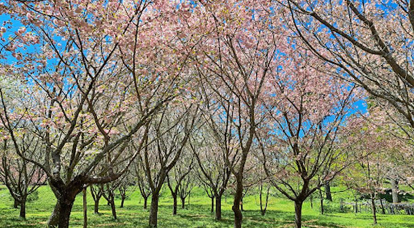 大分大山町农协 五马媛の里