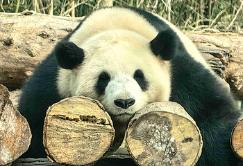 都江堰中华大熊猫苑(原熊猫乐园)第 36 张图片