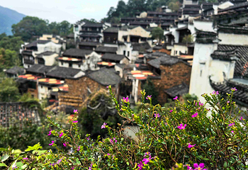 婺源篁岭景区第 139 张图片