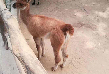 西安秦岭野生动物园第 69 张图片