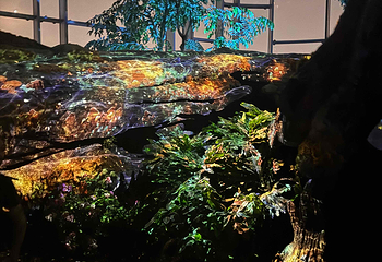 上海温室花园第 274 张图片