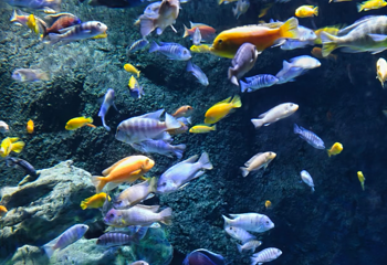 长沙海底世界第 50 张图片