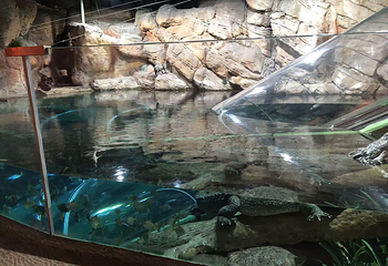 上海海洋水族馆第 169 张图片