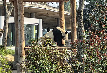 岳阳中华大熊猫苑第 32 张图片