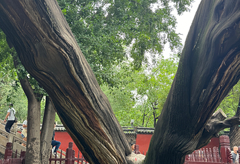 晋祠博物馆第 439 张图片