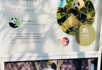熊猫谷第 116 张图片
